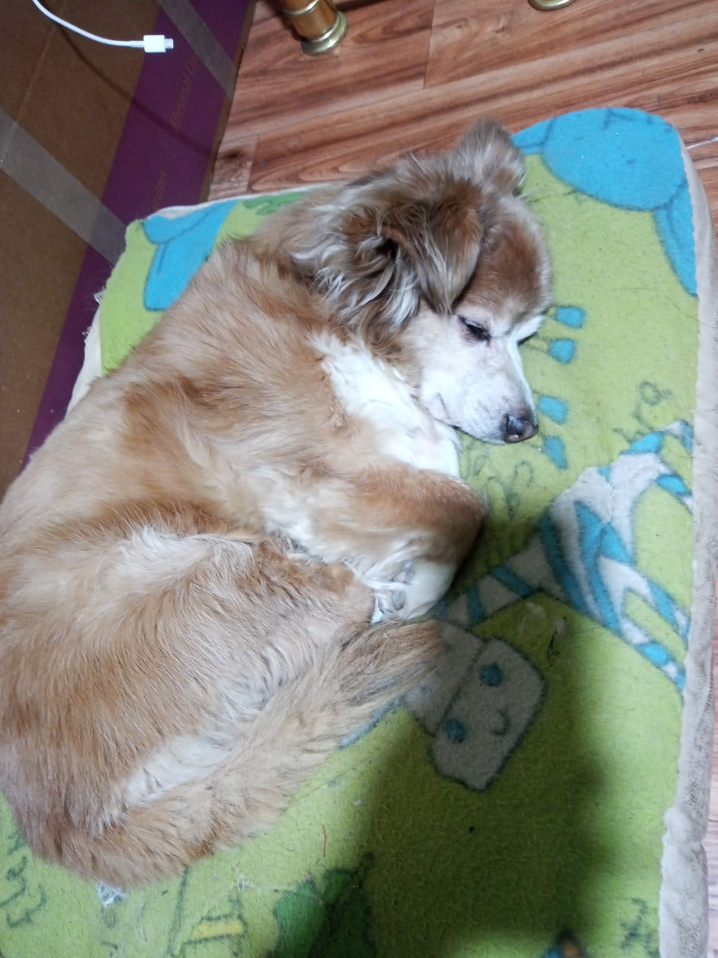 En mi siesta